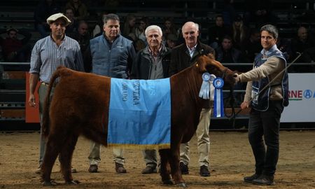 EL premio a la Mejor Ternera Colorada fue para el box 145 de la Cabaña La Pastoriza, de El Madrigal S.R.L. EL premio a la Mejor Ternera Colorada fue para el box 145 de la Cabaña La Pastoriza, de El Madrigal S.R.L.