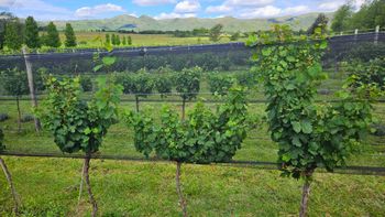 en un contexto de caida del consumo, ¿por que crece el vino cordobes?