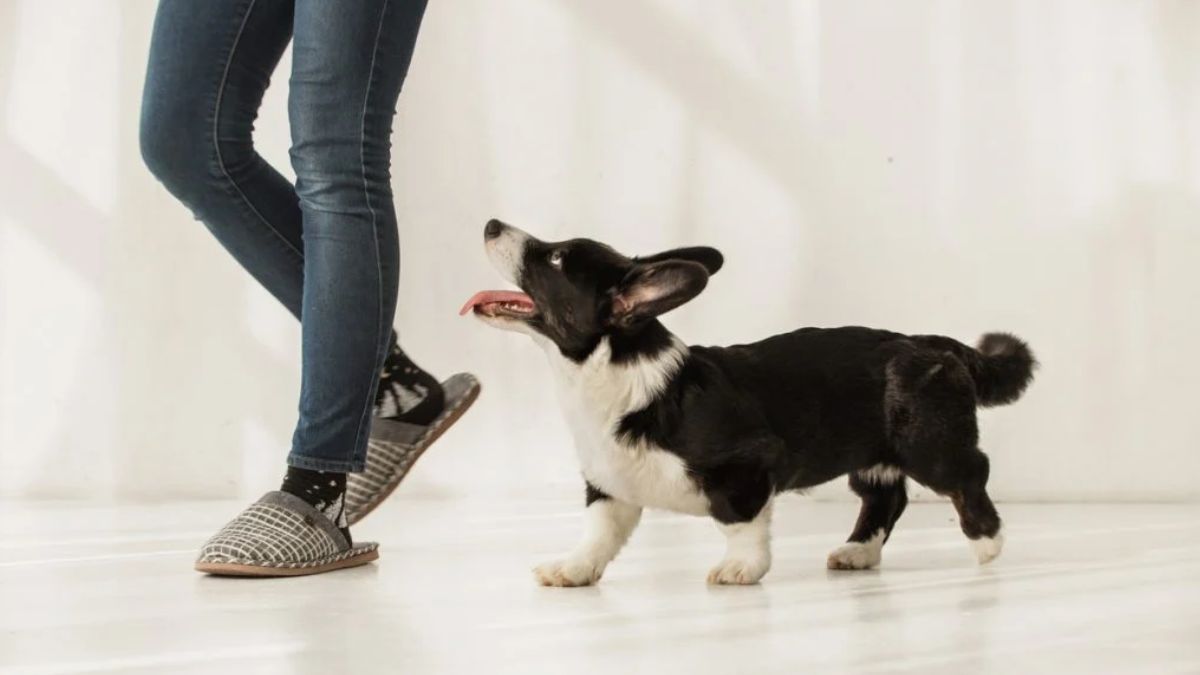 Qué significa que tu perro te siga a todos lados