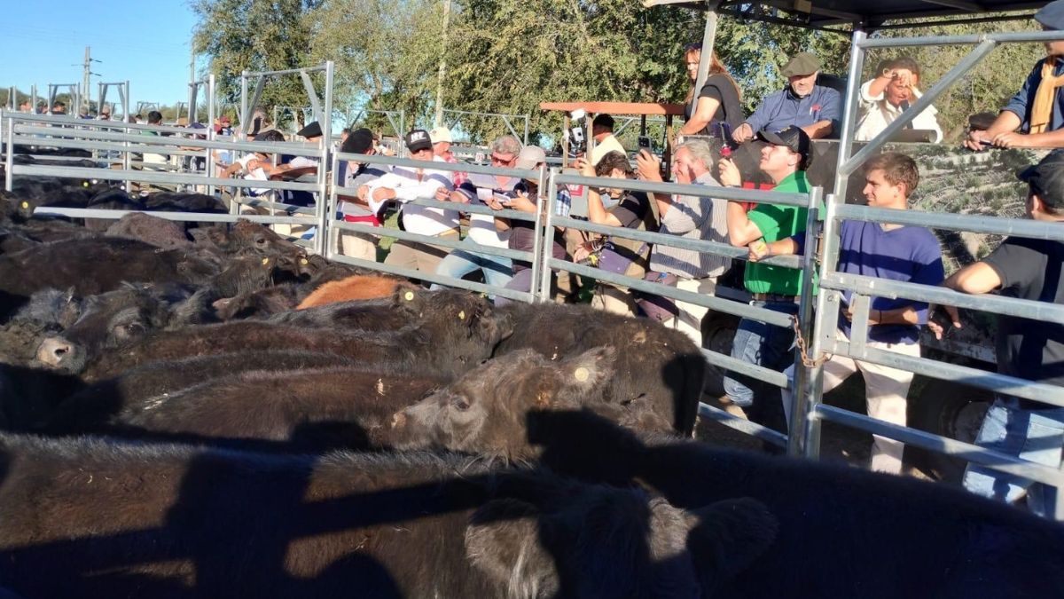 El programa TAC fue creado para brindar un respaldo de calidad a las terneras superiores.