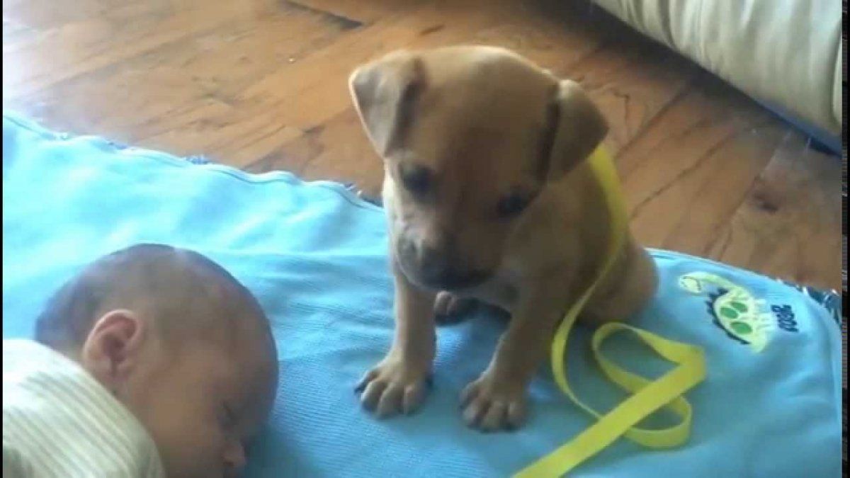 El cachorro que protagonizó el video mas tierno del día