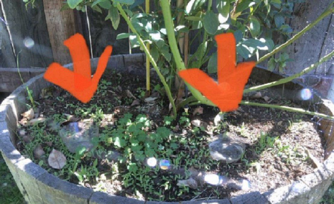 Puso trampas con cerveza para bichos bolitas, alguien se la llevó y lo descubrieron