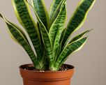 El Feng Shui recomienda colocar la lengua de suegra en este lugar para proteger la energía del hogar.
