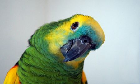 El pequeño loro tenía un sobrepeso que no le permitía volar El pequeño loro tenía un sobrepeso que no le permitía volar