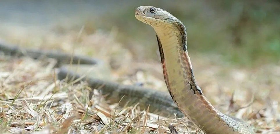 Les sacó una foto a sus hijos sin observar que había una serpiente cerca de ellos