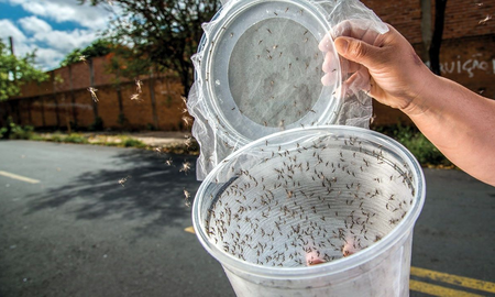 Una empresa respaldada por Bill Gates libera el primer lote de mosquitos autodestructivos modificados genéticamente Una empresa respaldada por Bill Gates libera el primer lote de mosquitos autodestructivos modificados genéticamente