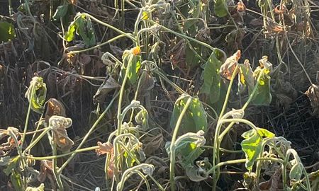 Soja temprana sembrada en la zona de Esperanza muestra el impacto de las altas temperaturas y la falta de lluvias. Foto: Gentileza José Alonso Soja temprana sembrada en la zona de Esperanza muestra el impacto de las altas temperaturas y la falta de lluvias. Foto: Gentileza José Alonso