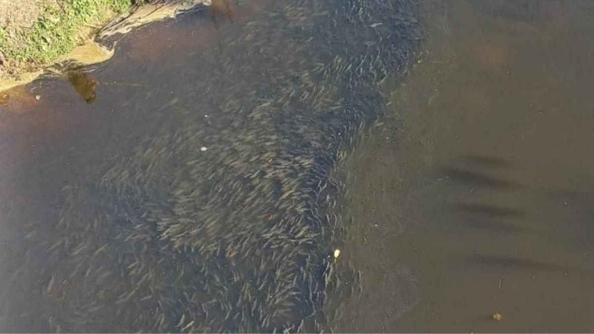 El Dr. en Ciencias Biológicas Pablo Scarabotti explicó que los videos capturados por Hernán Retamoso de la laguna Setúbal retrataron un cardumen de sábalos. El Dr. en Ciencias Biológicas Pablo Scarabotti explicó que los videos capturados por Hernán Retamoso de la laguna Setúbal retrataron un cardumen de sábalos.