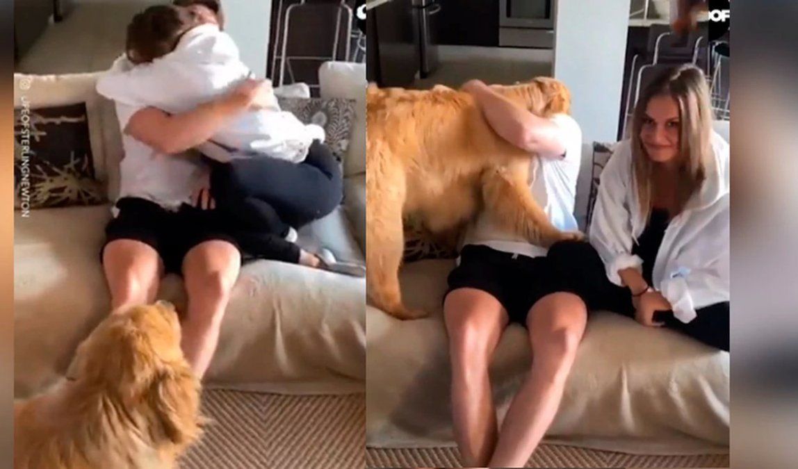 Los perros suelen molestarse cuando sus dueños le muestran interés a otra persona u objeto.