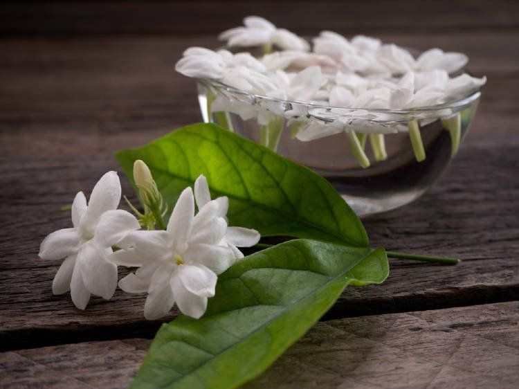 El jazmín florece en primavera.&nbsp;