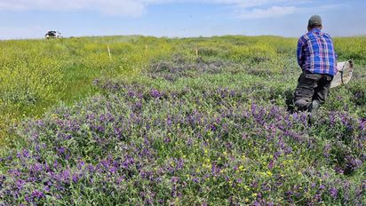 Aapresid y la agricultura sustentable: control de plagas mediante cultivos de servicio