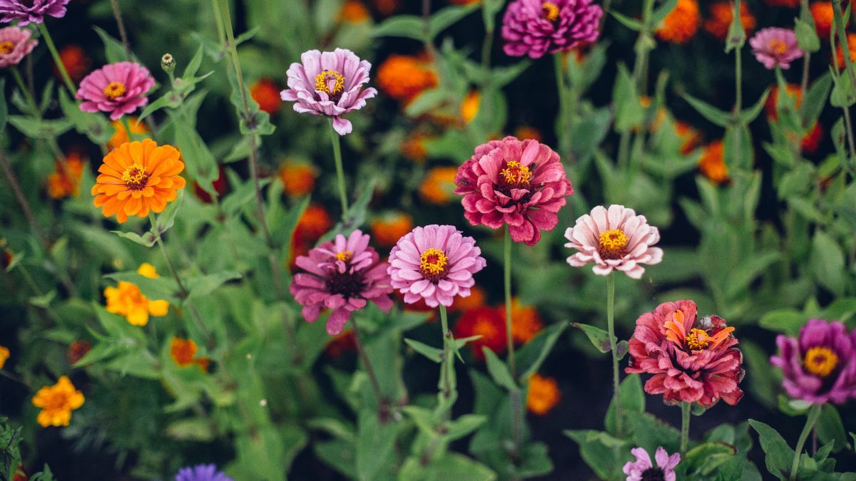 La zinnia es llamativa, duradera y muy fácil de cultivar. La zinnia es llamativa, duradera y muy fácil de cultivar.