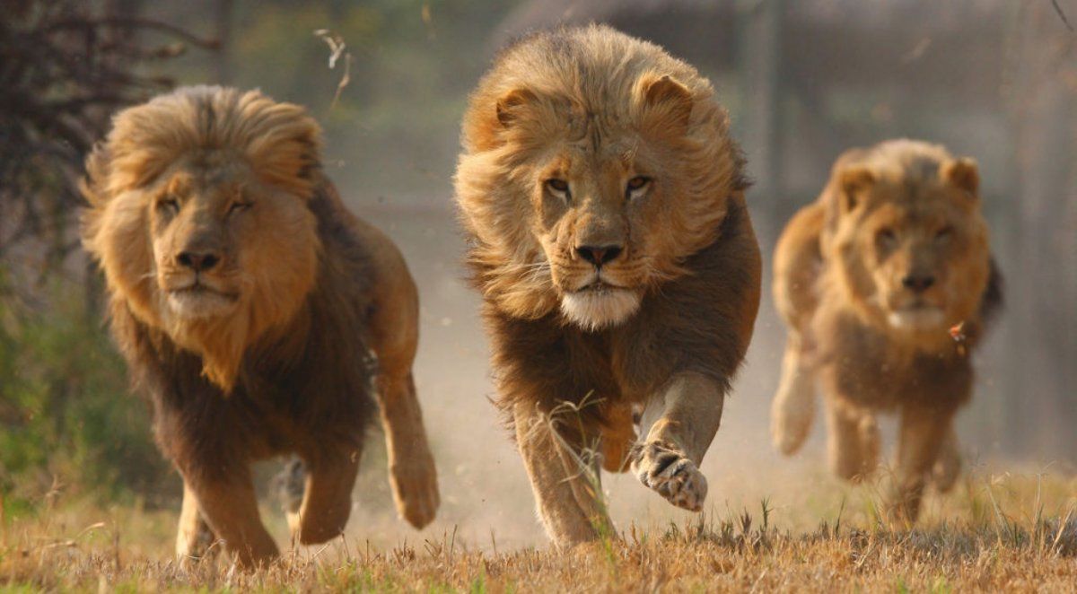 Cuatro personas fueron detenidos mientras vendían patas de leon