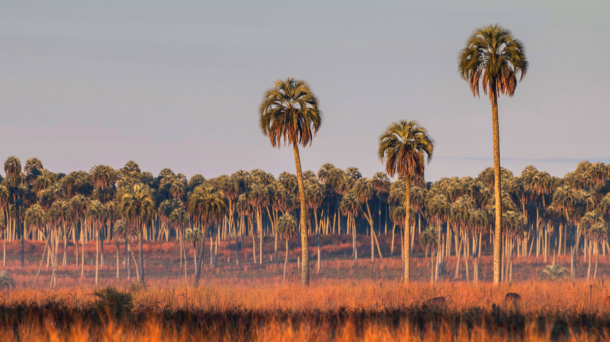 El Parque Nacional El Palmar se encuentra a solo unas horas de la ciudad de Santa Fe y es un lugar ideal para conocer y descansar. El Parque Nacional El Palmar se encuentra a solo unas horas de la ciudad de Santa Fe y es un lugar ideal para conocer y descansar.