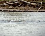El lugar donde fue hallada la manta tras la bajante del río Paraná. El lugar donde fue hallada la manta tras la bajante del río Paraná.
