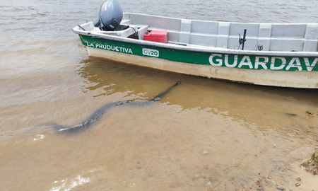 La boa Curiyú es acuática y habita en las zonas de la provincia de Santa Fe, por lo que es normal encontrarla en el río. La boa Curiyú es acuática y habita en las zonas de la provincia de Santa Fe, por lo que es normal encontrarla en el río.