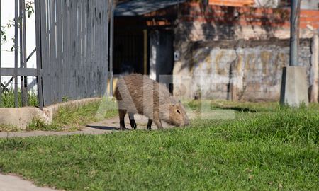 El carpincho se paseaba por el barrio San Martín. En diciembre del 2020 murió. El carpincho se paseaba por el barrio San Martín. En diciembre del 2020 murió.