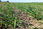 Santa Fe: el trigo superó la superficie estimada y las lluvias frenaron el maíz tardío Santa Fe: el trigo superó la superficie estimada y las lluvias frenaron el maíz tardío