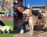 La increíble historia de COCO, el perro que interrumpió el partido de Rosario Central