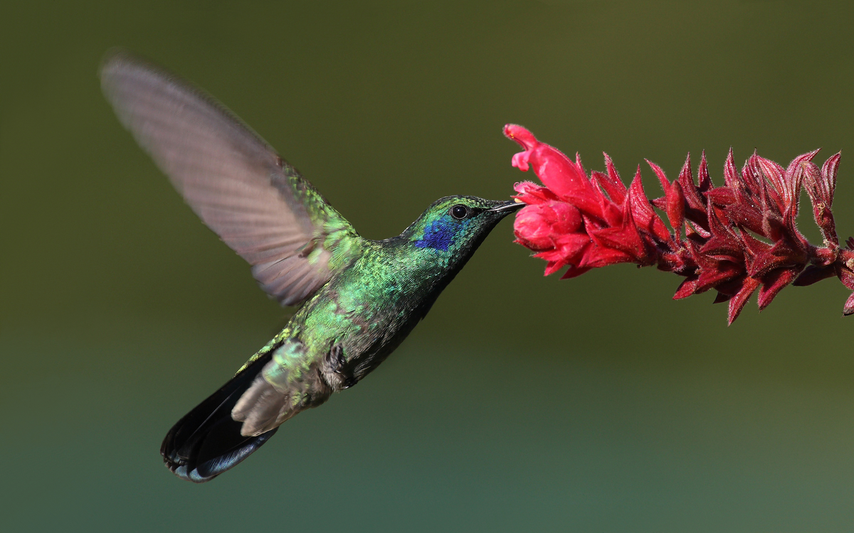 El colibrí es un animal con un significado muy positivo y de buenos augurios.