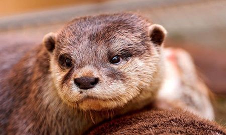 Nutria.jpg Nutria.jpg