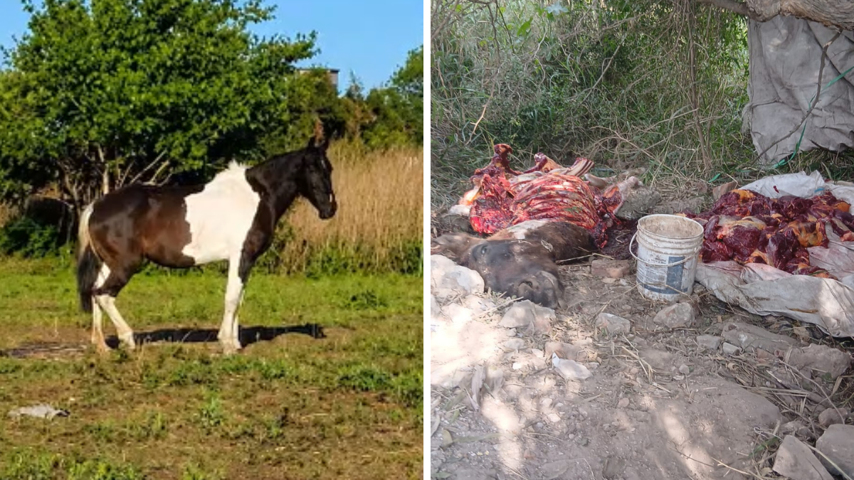 La yegua había desaparecido de un campo de Cabaña Leiva y fue hallada horas después. La yegua había desaparecido de un campo de Cabaña Leiva y fue hallada horas después.