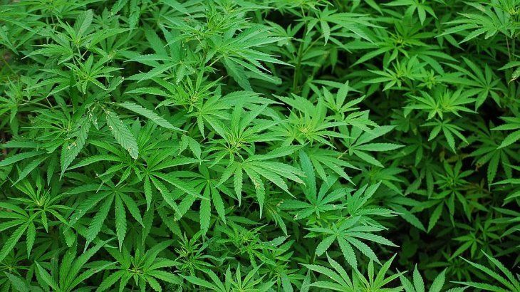Reglamentan condiciones para producción de aceite de cannabis medicinal