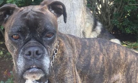 Con la vinculación a proceso, este caso se vuelve el primero en su tipo en la entidad que castiga el maltrato y actos de crueldad a los animales, informó la autoridad del Tribunal Superior de Justicia. Con la vinculación a proceso, este caso se vuelve el primero en su tipo en la entidad que castiga el maltrato y actos de crueldad a los animales, informó la autoridad del Tribunal Superior de Justicia.