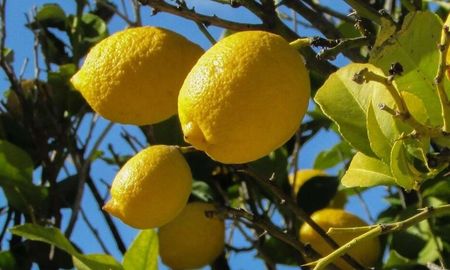 Argentina es uno de los principales exportadores de jugo de limón. Argentina es uno de los principales exportadores de jugo de limón.