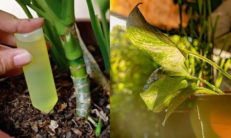 ni cafe ni cascaras de huevo: el abono casero que sirve para revivir y hacer crecer tus plantas ni cafe ni cascaras de huevo: el abono casero que sirve para revivir y hacer crecer tus plantas