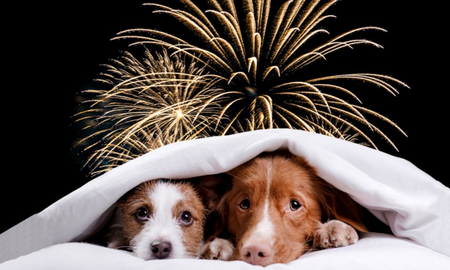 Cómo cuidar a las mascotas de la pirotecnia en Navidad y Año Nuevo. Cómo cuidar a las mascotas de la pirotecnia en Navidad y Año Nuevo.