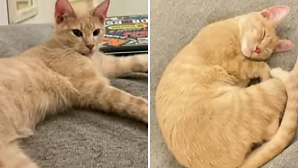 Milo, el gato que estaba dentro de la camioneta al momento del robo. Milo, el gato que estaba dentro de la camioneta al momento del robo.
