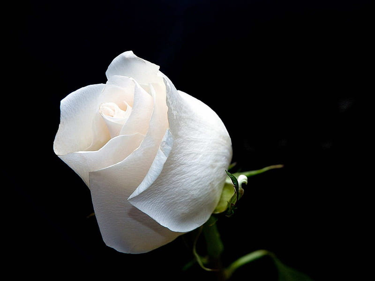Significado de las rosas blancas: la flor la y el duelo