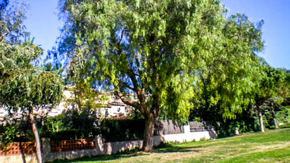 La planta nativa de Santa Fe que ayuda a repeler mosquitos en tu patio