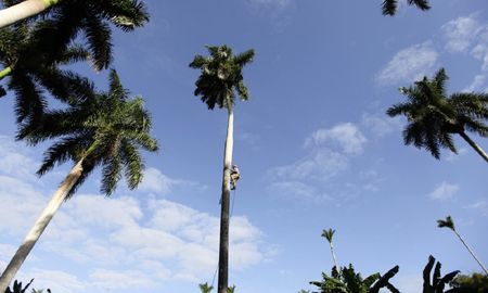 Video: se subió a una palmera para cortarle la copa y casi termina todo en una tragedia Video: se subió a una palmera para cortarle la copa y casi termina todo en una tragedia