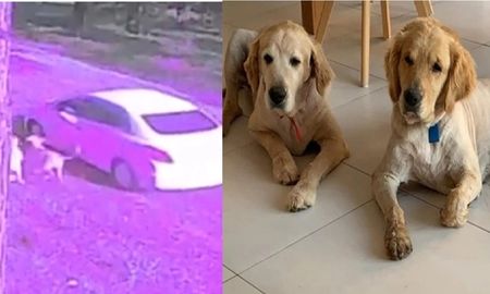 Viajó hasta un campo con sus perros en el baúl y los abandonó Viajó hasta un campo con sus perros en el baúl y los abandonó