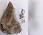 Miembro anterior de una tortuga gigante de tierra hallada en el río Salado hace algunos años, que está siendo investigado en la actualidad. Miembro anterior de una tortuga gigante de tierra hallada en el río Salado hace algunos años, que está siendo investigado en la actualidad.