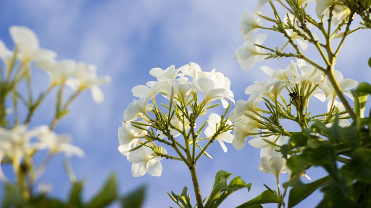 Jardinería japonesa y cuidado constante de las plantas.