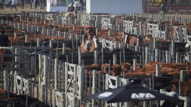 AgroActiva 2026: Santa Fe anunció una plataforma gratuita para certificar carne libre de deforestación