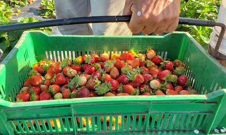 Las frutillas se cosechan entre junio y diciembre, pero los meses más fuertes son septiembre y octubre. Las frutillas se cosechan entre junio y diciembre, pero los meses más fuertes son septiembre y octubre.