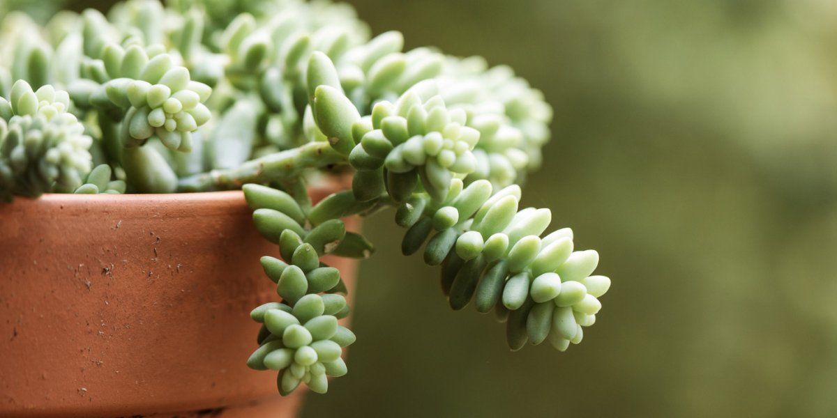 Conoce todos los cuidados de la cola de burro, la planta mexicana que no puede faltar en casa.