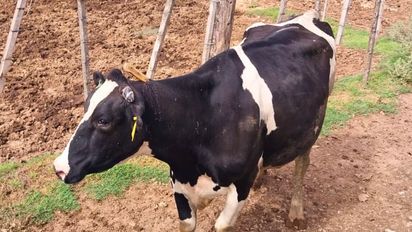 Ataque brutal en un tambo de Rafaela: una vaca lechera apareció con un cuchillo clavado en el lomo