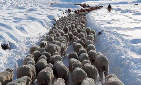 ruralistas y gobiernos patagonicos preven importante mortandad de animales por las nevadas ruralistas y gobiernos patagonicos preven importante mortandad de animales por las nevadas