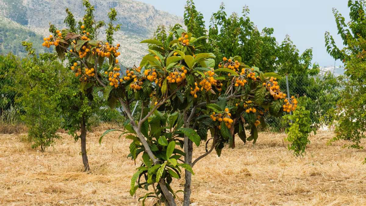 El níspero se cultiva principalmente en las provincias de Misiones, Tucumán y Salta, donde el clima cálido y húmedo favorece su crecimiento, con cosechas entre mayo y junio.
