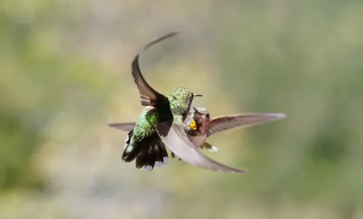 Cuántos huevos pone el colibrí cada vez Cuántos huevos pone el colibrí cada vez