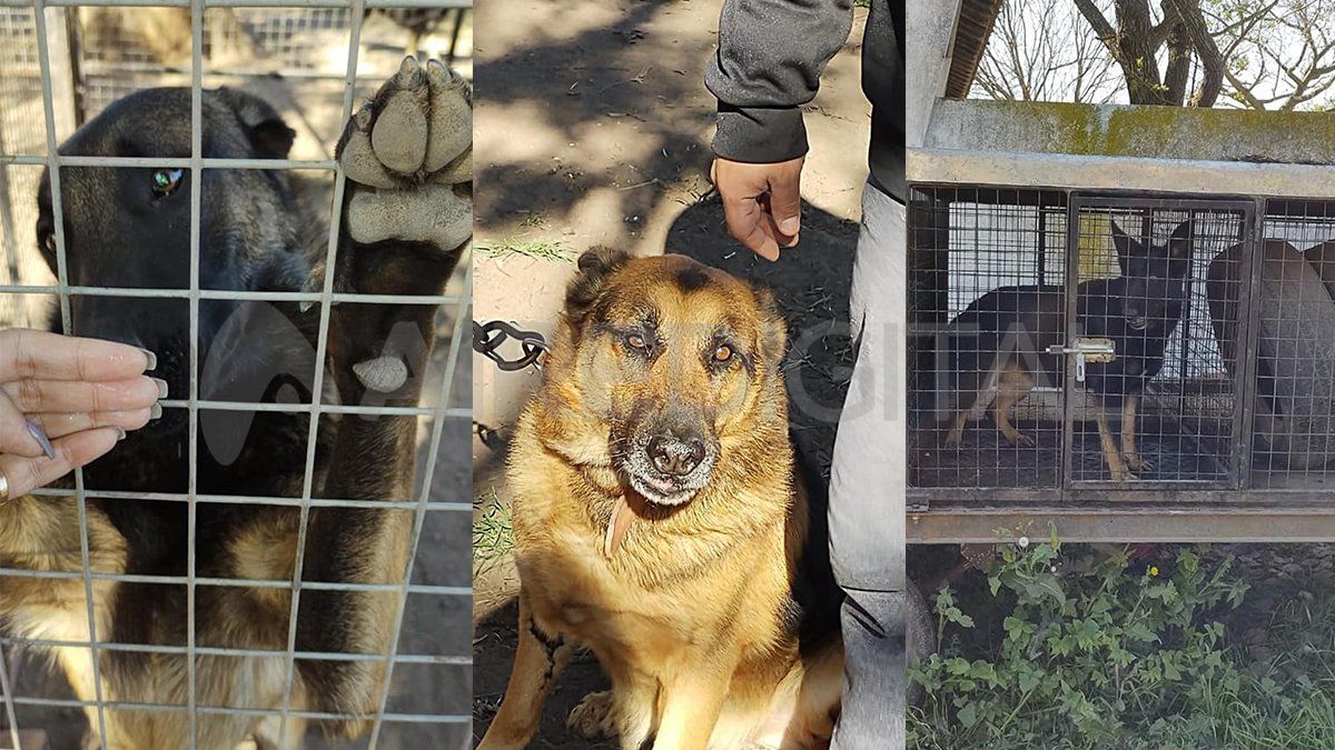 La denuncia de la proteccionista ACCMA ya se había hecho en 2019. Desde la Policía de la provincia de Santa Fe aseguran que no hay presupuesto para construir los espacios adecuados.&nbsp;