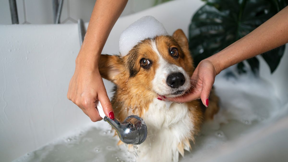 Cada cuánto recomiendan los veterinarios bañar a un perro. 