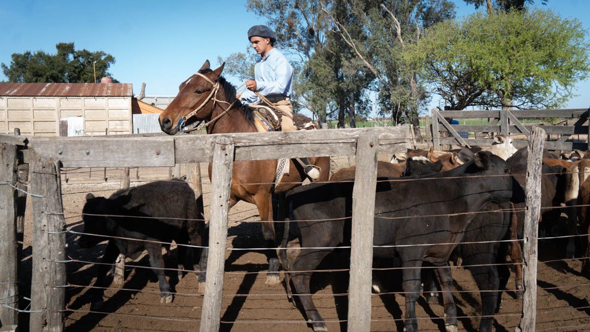 Esta semana vimos vender terneros de 220 kilos a 4.250 pesos en la muestra Angus. La invernada se afirma y este parece ser un nuevo piso.