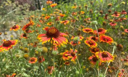 Plantas que llenan de color el jardín sin necesidad de riego constante. Plantas que llenan de color el jardín sin necesidad de riego constante.