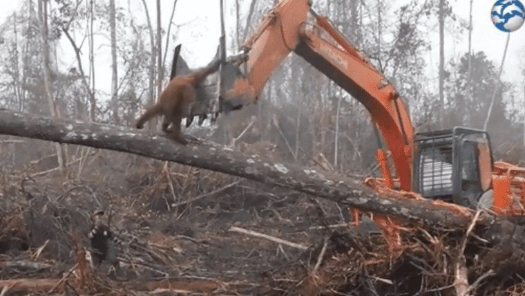 Video: un orangután enfrenta una excavadora para defender su bosque